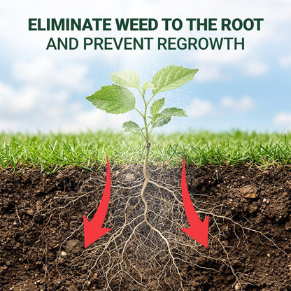 Powerful Concentrated Herbicide