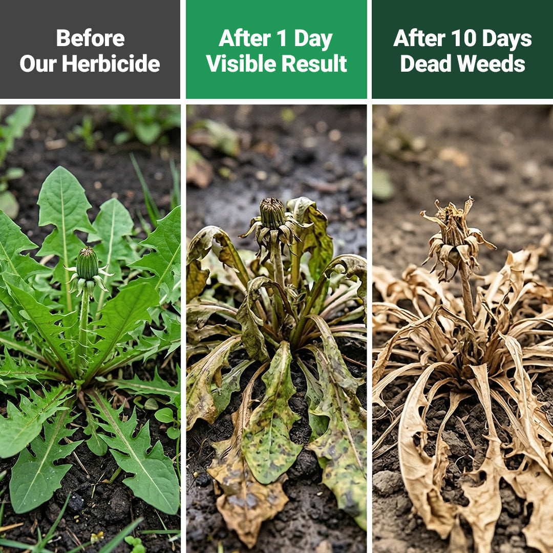 Powerful Concentrated Herbicide